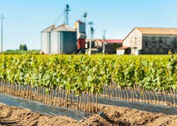 Umjetna Inteligencija je stigla u vinograde – pogledajte kako AI utječe na proizvodnju vina